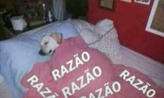 Cobertor para a noiva estar sempre coberta de razão